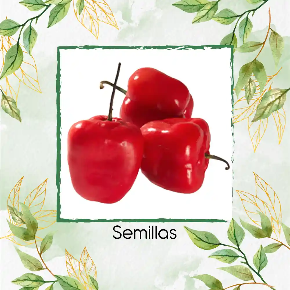10 Semillas Orgánicas De Ají Roccoto