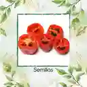 40 Semillas Orgánicas De Ají Roccoto
