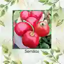 40 Semillas Orgánicas De Ají Roccoto