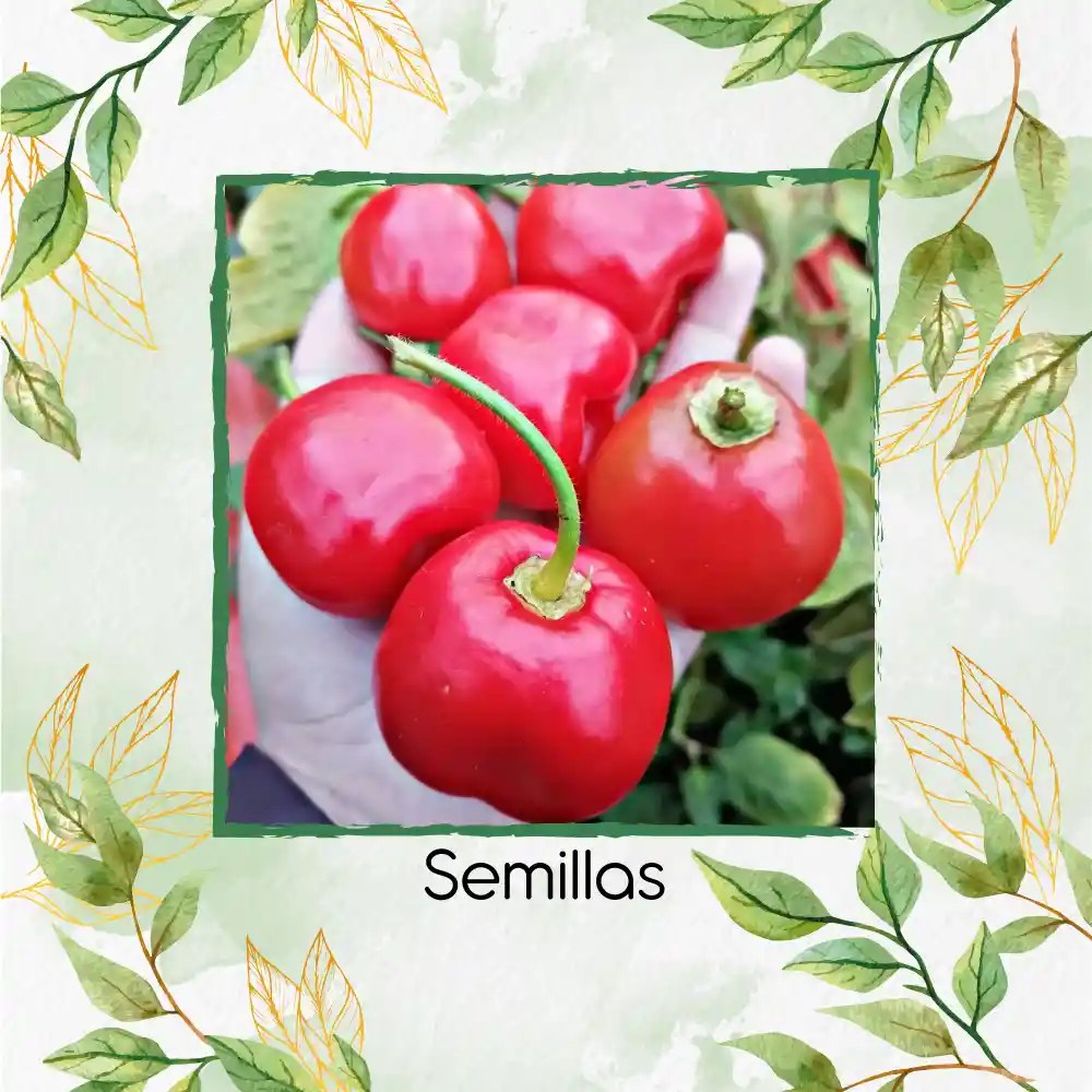 40 Semillas Orgánicas De Ají Roccoto