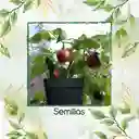 40 Semillas Orgánicas De Ají Roccoto