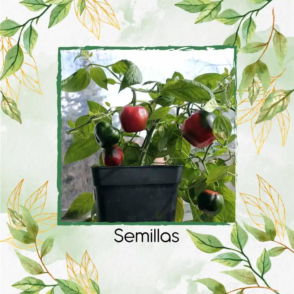 40 Semillas Orgánicas De Ají Roccoto