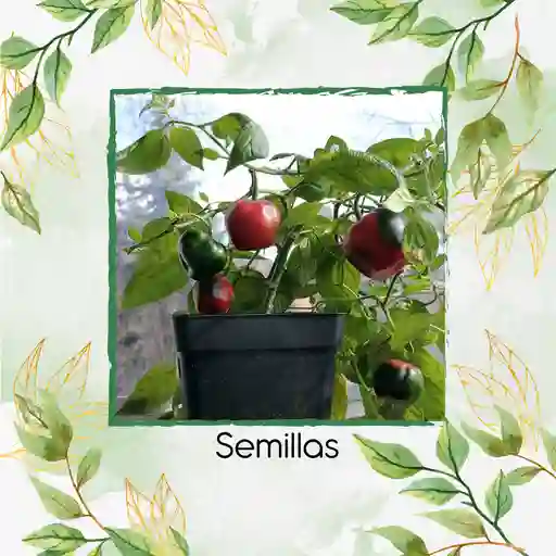 80 Semillas Orgánicas De Ají Roccoto