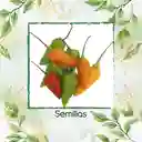 30 Semillas Orgánicas De Ají Topito