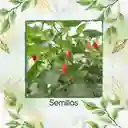 60 Semillas Orgánicas De Ají Topito