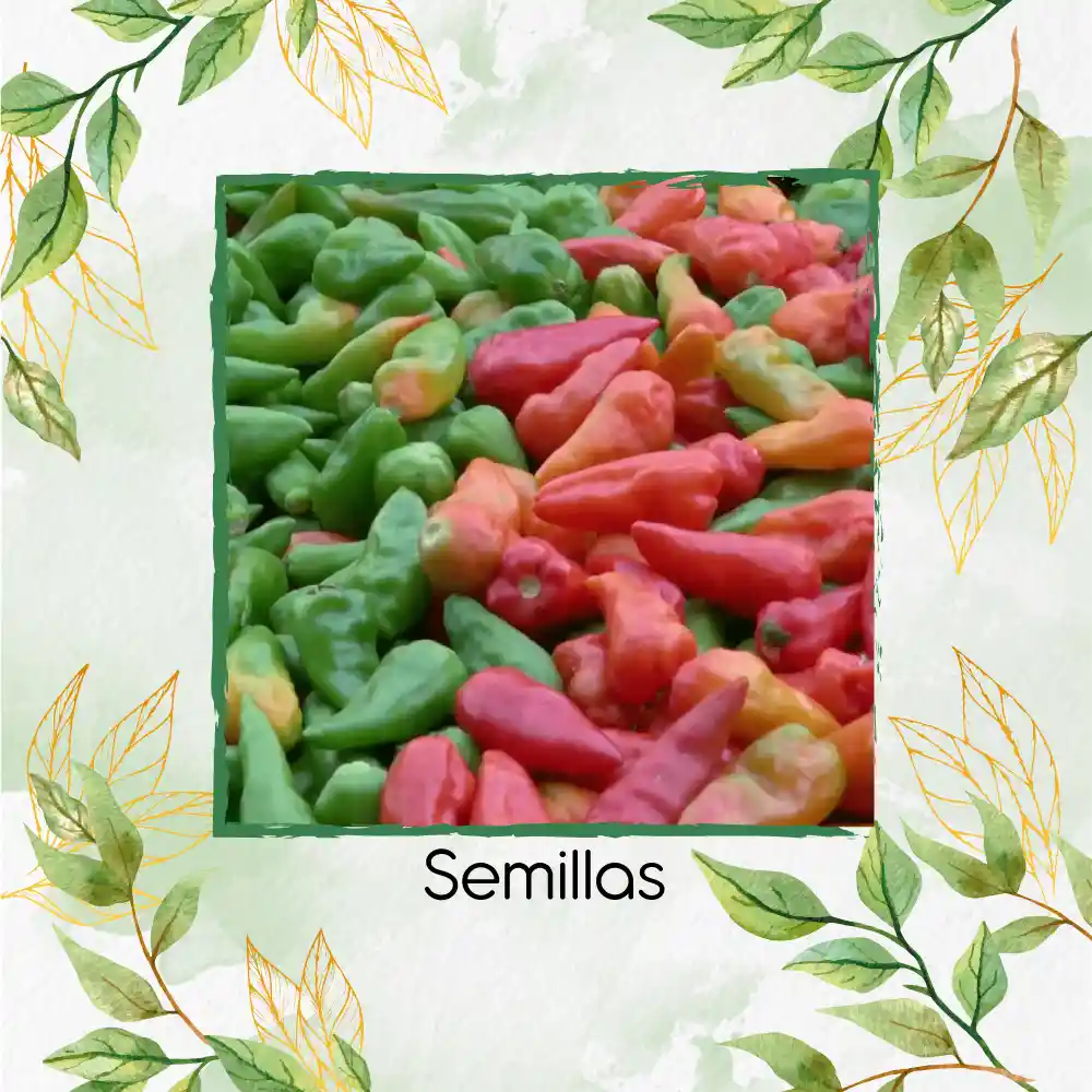 300 Semillas Orgánicas De Ají Topito