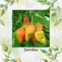 300 Semillas Orgánicas De Ají Topito