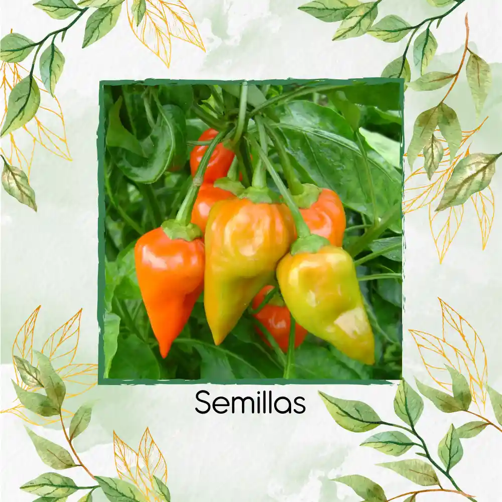 300 Semillas Orgánicas De Ají Topito