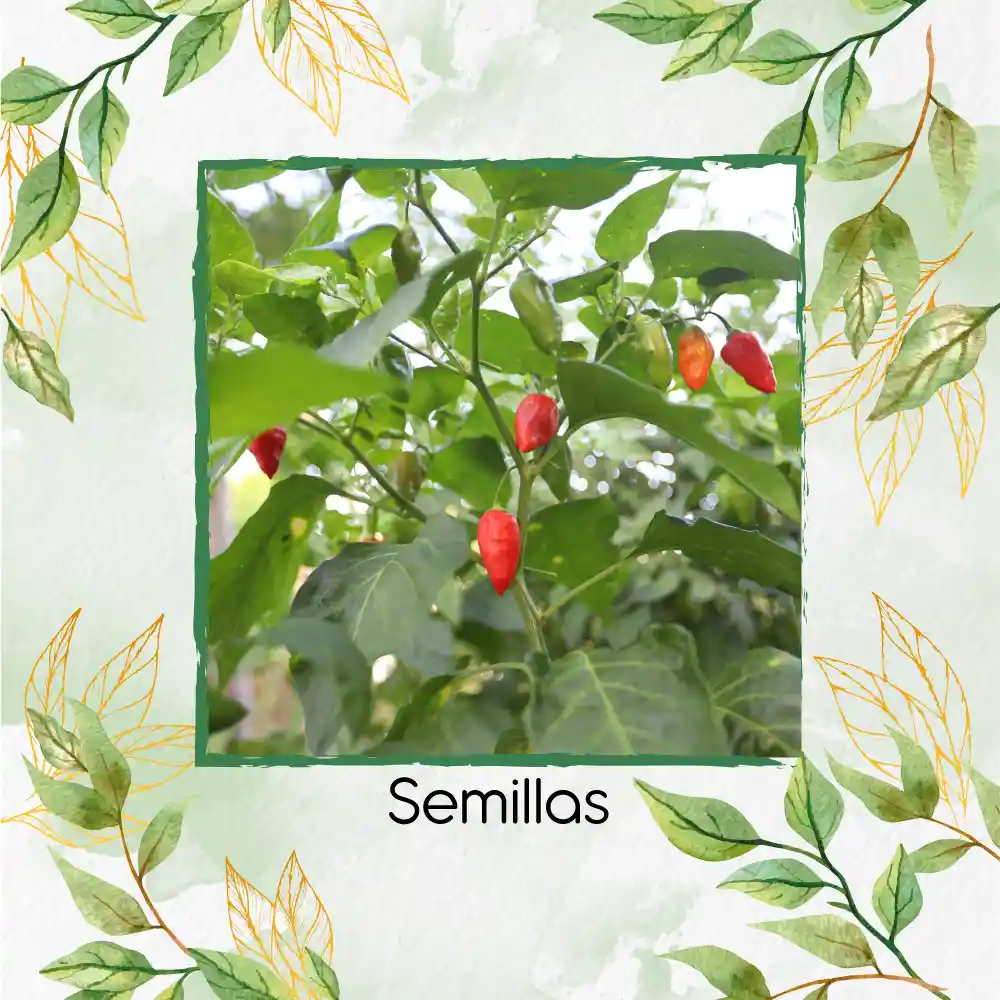 300 Semillas Orgánicas De Ají Topito