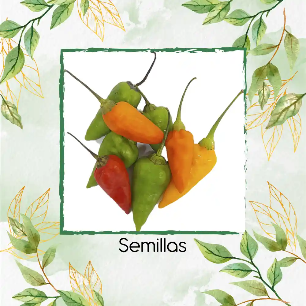 300 Semillas Orgánicas De Ají Topito