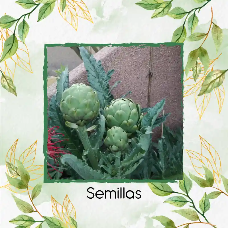 40 Semillas Orgánicas De Alcachofa Green Globe