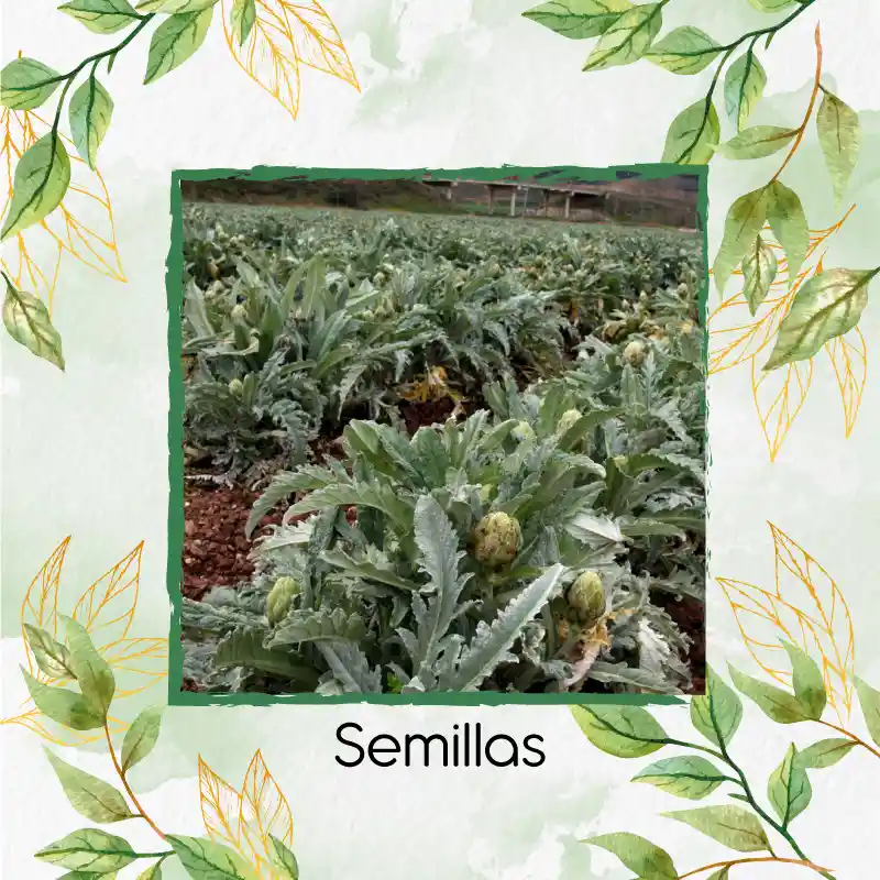 40 Semillas Orgánicas De Alcachofa Green Globe