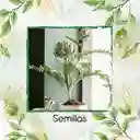 80 Semillas Orgánicas De Alcachofa Green Globe