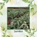 80 Semillas Orgánicas De Alcachofa Green Globe