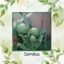 400 Semillas Orgánicas De Alcachofa Green Globe