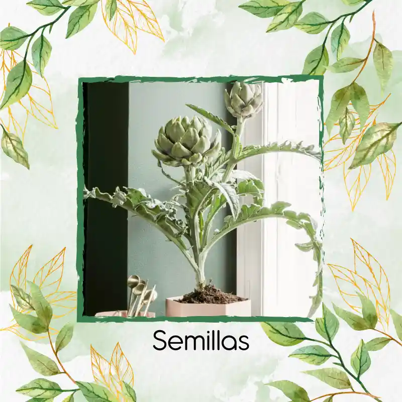 800 Semillas Orgánicas De Alcachofa Green Globe