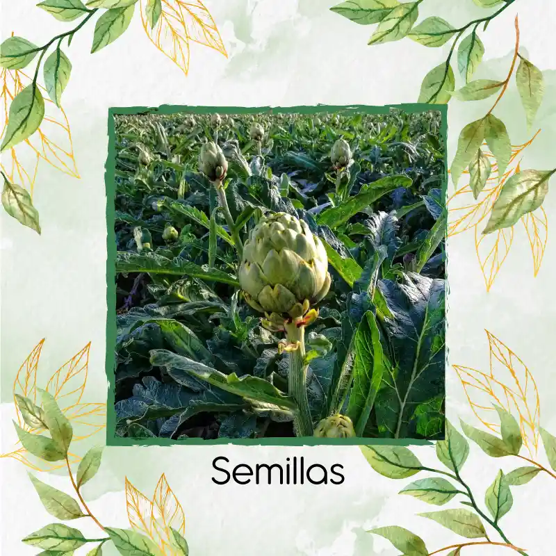 800 Semillas Orgánicas De Alcachofa Green Globe