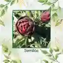 10 Semillas De Alcachofa Romaña Morada