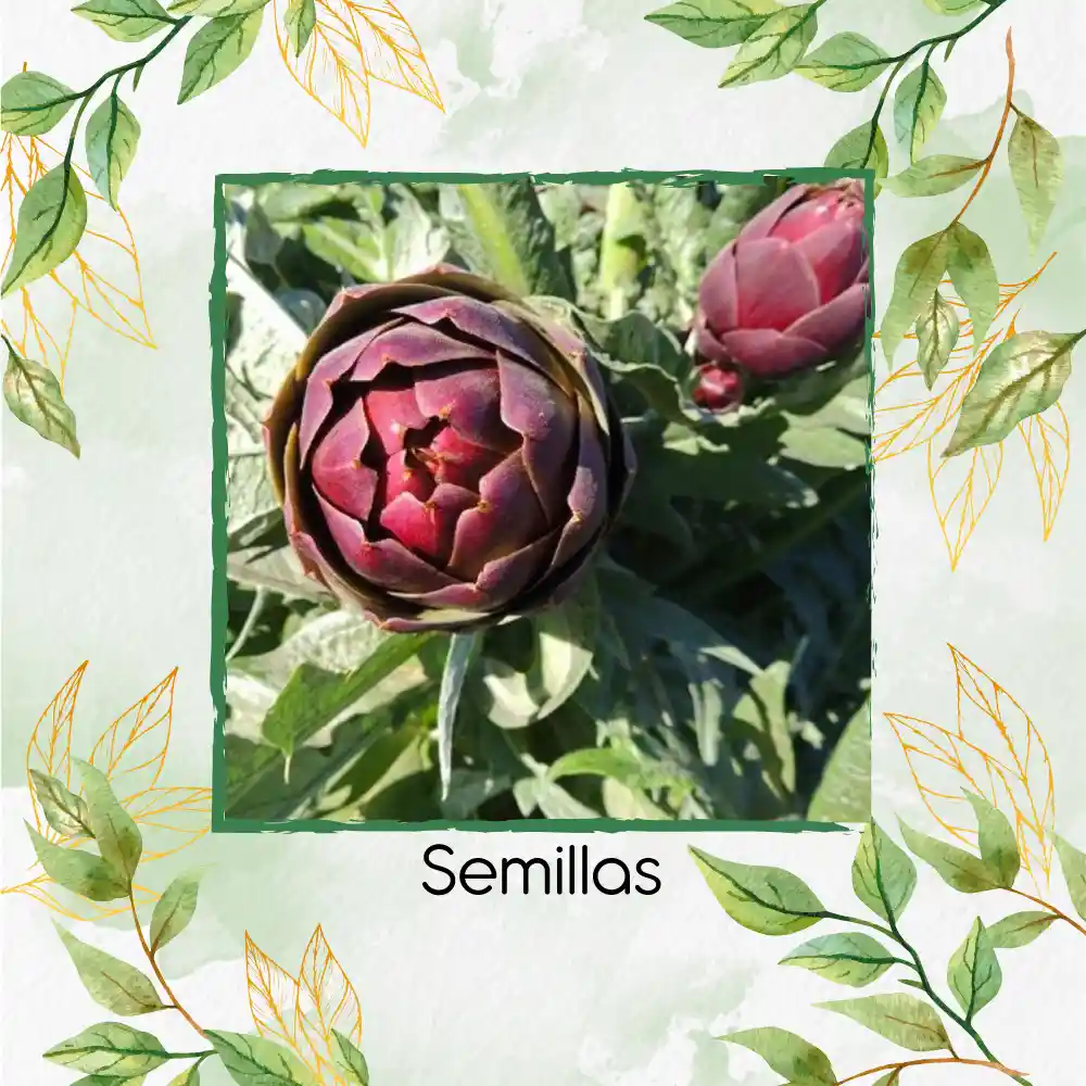 20 Semillas De Alcachofa Romaña Morada