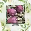 20 Semillas De Alcachofa Romaña Morada