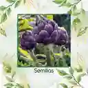 20 Semillas De Alcachofa Romaña Morada