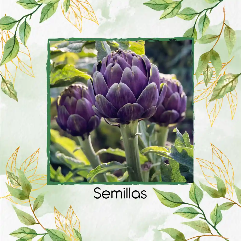 20 Semillas De Alcachofa Romaña Morada