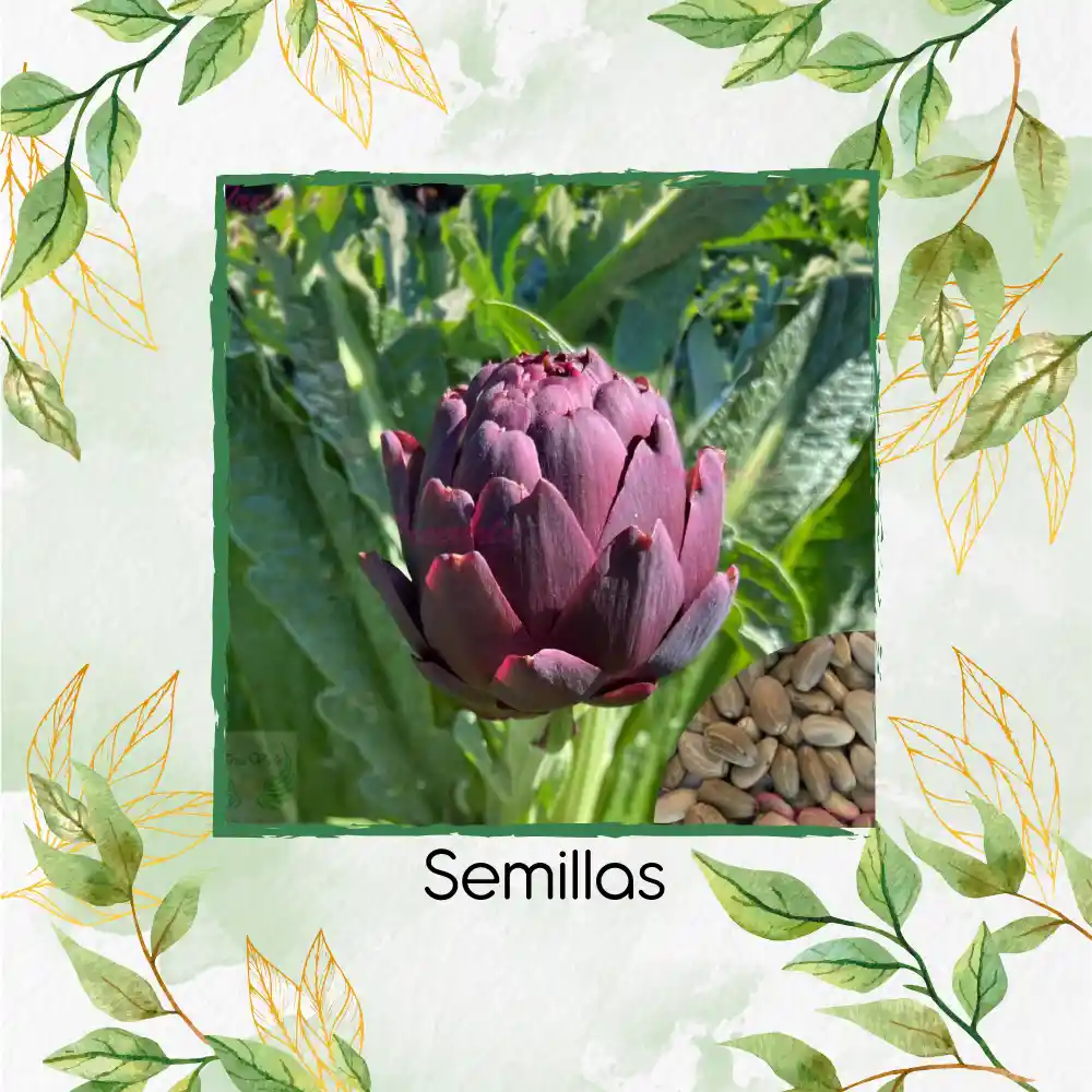 20 Semillas De Alcachofa Romaña Morada