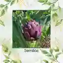 200 Semillas De Alcachofa Romaña Morada