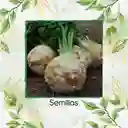 100 Semillas Orgánicas De Apio Nabo Gigante De Praga