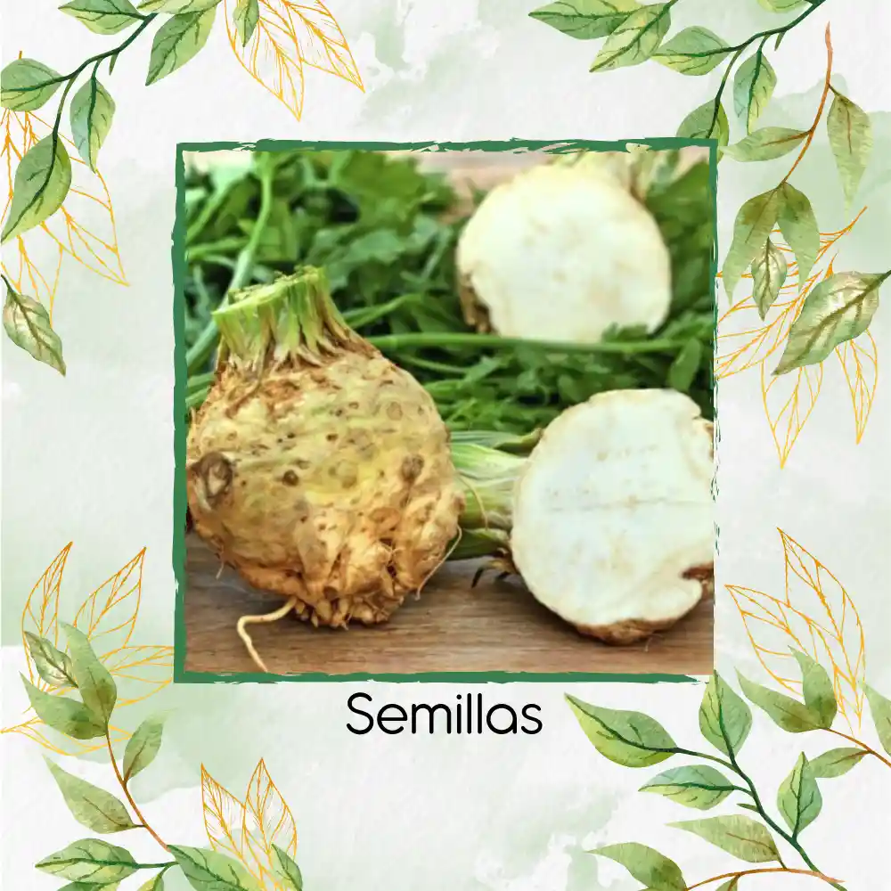 100 Semillas Orgánicas De Apio Nabo Gigante De Praga