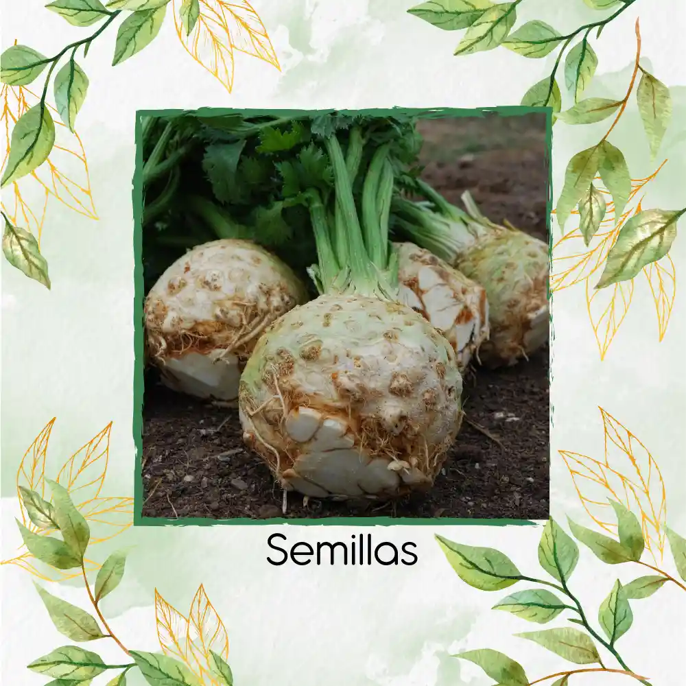 200 Semillas Orgánicas De Apio Nabo Gigante De Praga