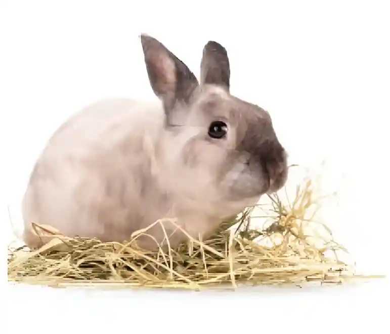 2kl Heno Para Conejos - Cobayas -