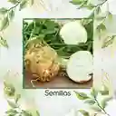 2.000 Semillas Orgánicas De Apio Nabo Gigante De Praga