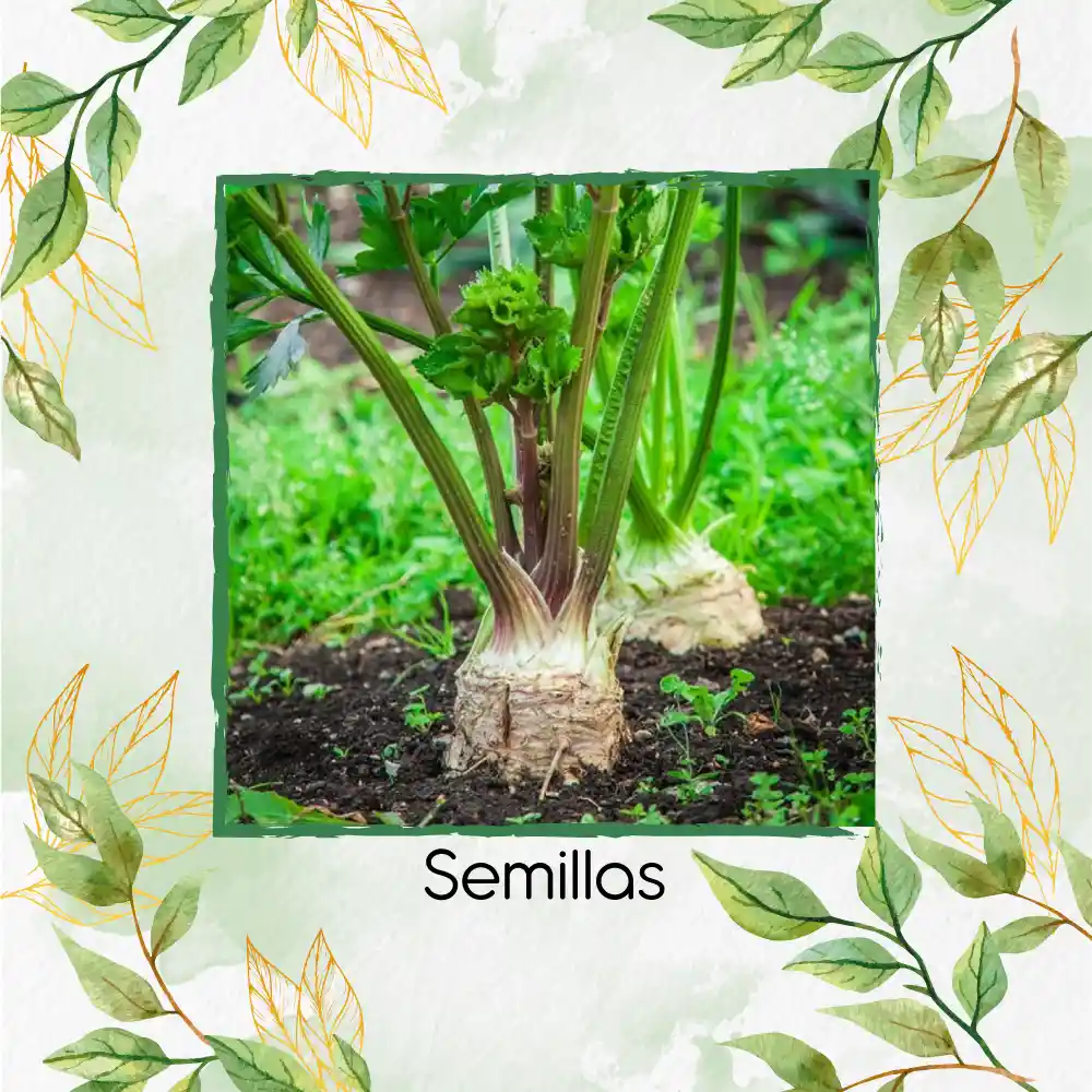 2.000 Semillas Orgánicas De Apio Nabo Gigante De Praga