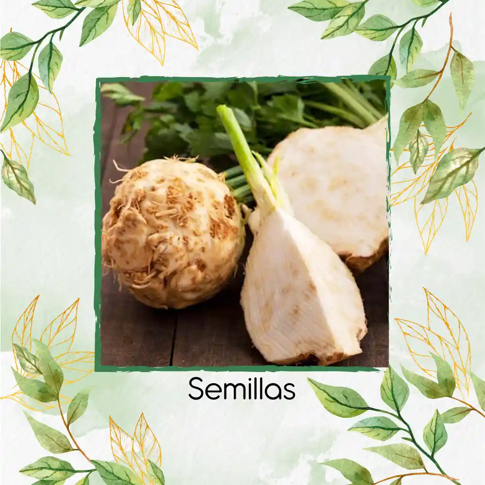 2.000 Semillas Orgánicas De Apio Nabo Gigante De Praga