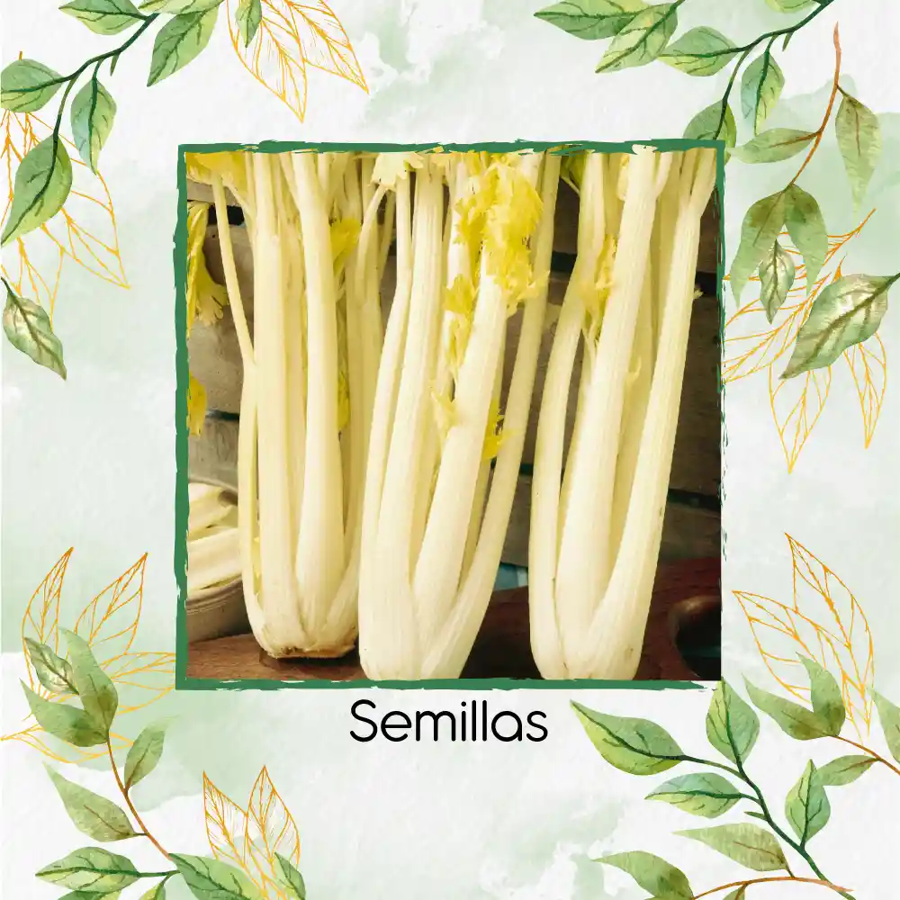 200 Semillas Orgánicas De Apio Pascal Dorado