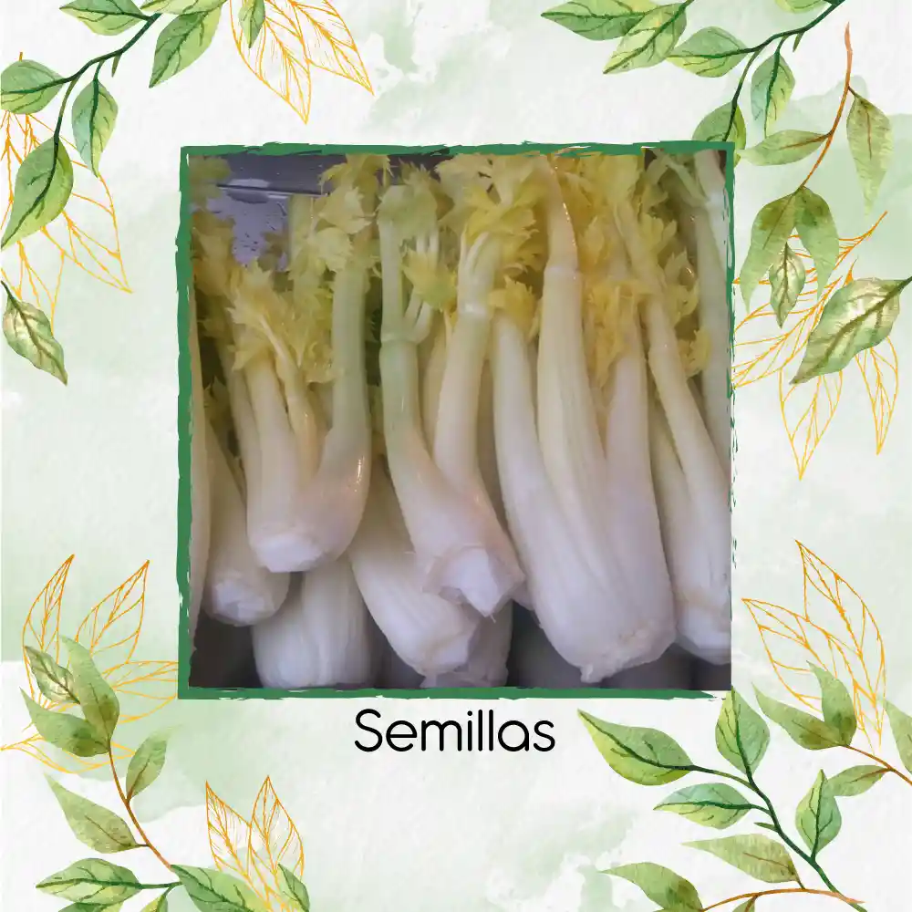 400 Semillas Orgánicas De Apio Pascal Dorado