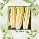 800 Semillas Orgánicas De Apio Pascal Dorado