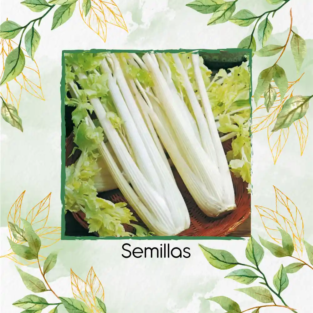 2.000 Semillas Orgánicas De Apio Pascal Dorado