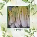 4.000 Semillas Orgánicas De Apio Pascal Dorado