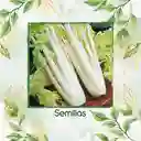 8.000 Semillas Orgánicas De Apio Pascal Dorado