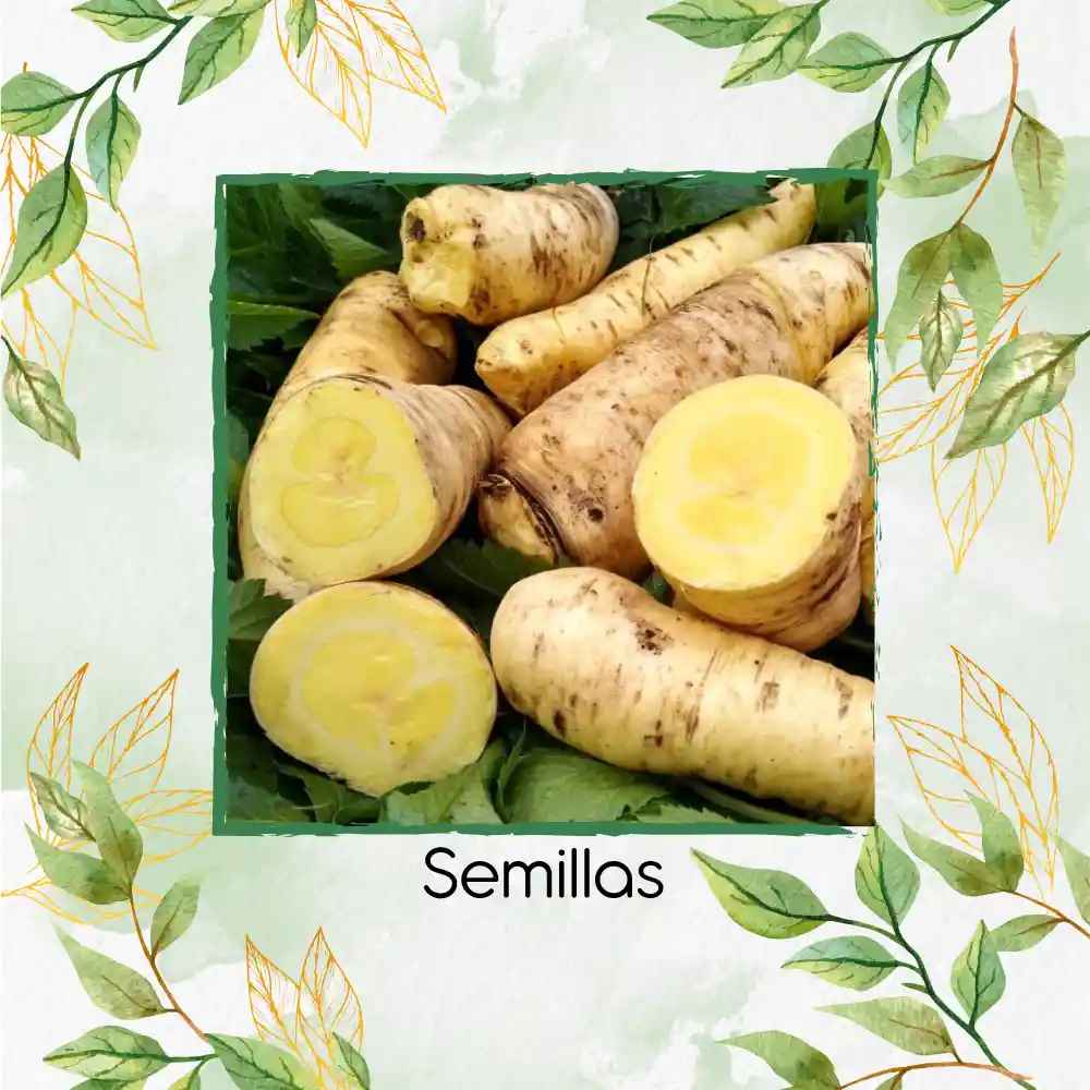 100 Semillas Orgánicas De Arracacha
