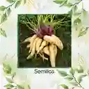 100 Semillas Orgánicas De Arracacha
