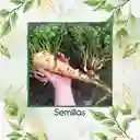 200 Semillas Orgánicas De Arracacha