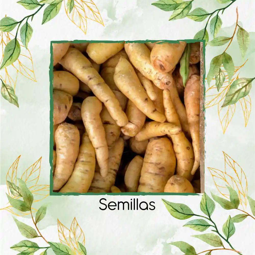 200 Semillas Orgánicas De Arracacha