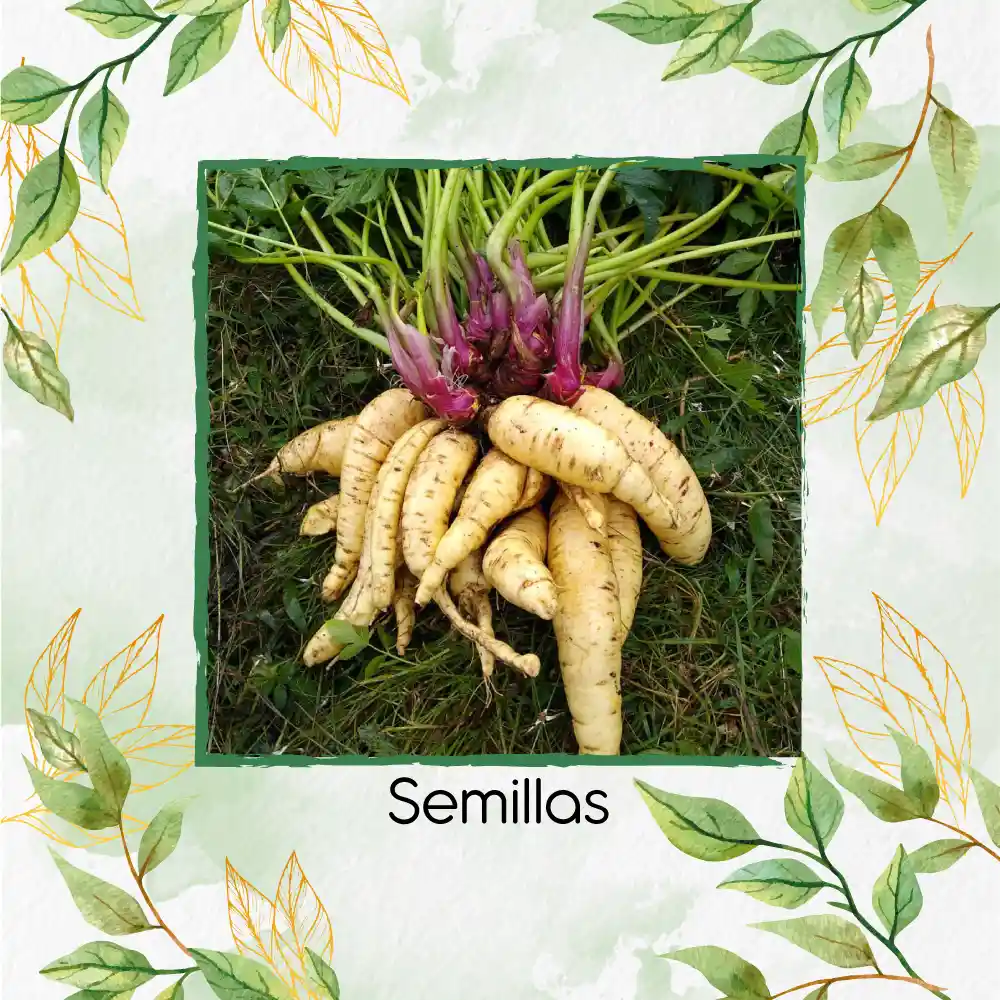 200 Semillas Orgánicas De Arracacha