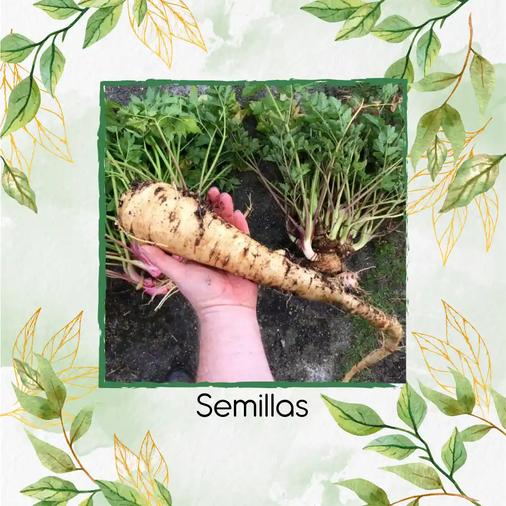 2.000 Semillas Orgánicas De Arracacha