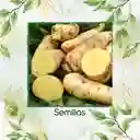 2.000 Semillas Orgánicas De Arracacha