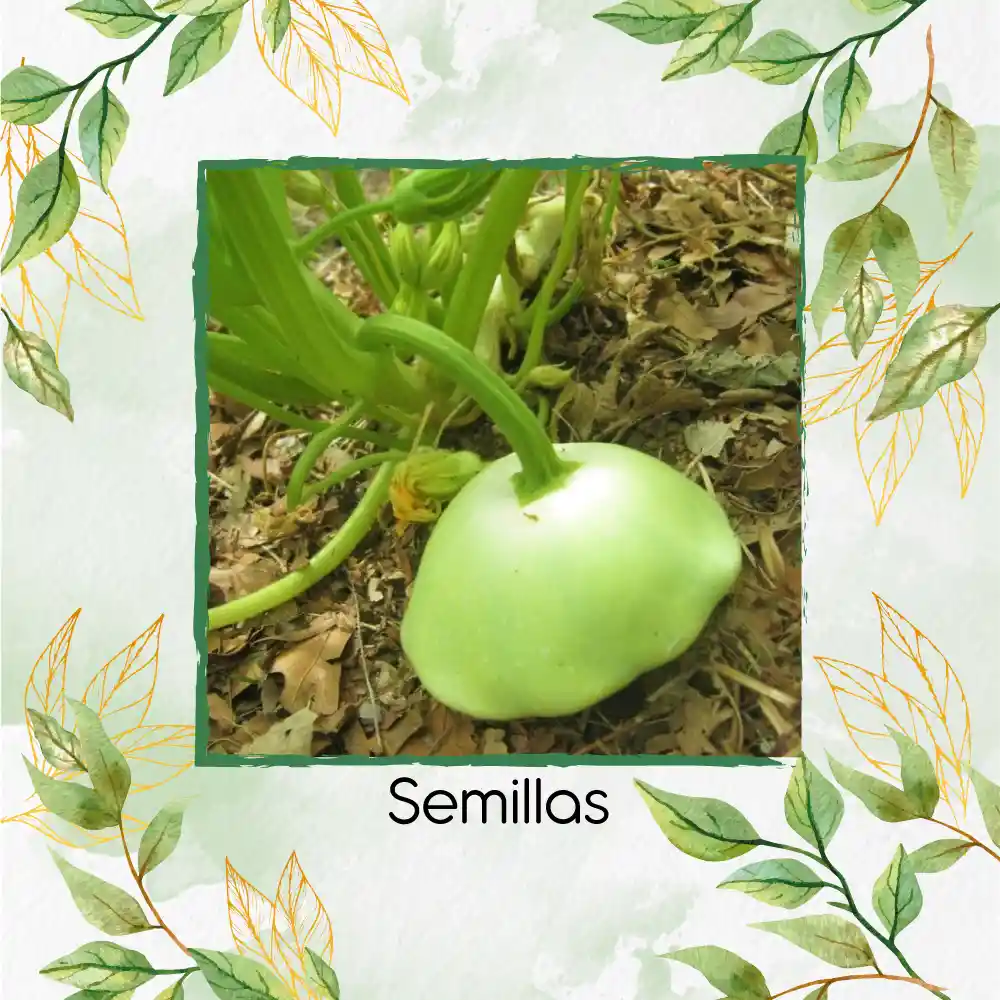 5 Semillas Orgánicas De Auyama Francesa Marfil