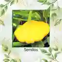 5 Semillas Orgánicas De Auyama Francesa Marfil